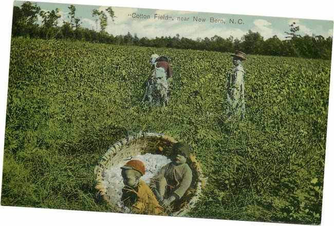 Black Americana Postcard "Cotton Field", near New Bern, NC