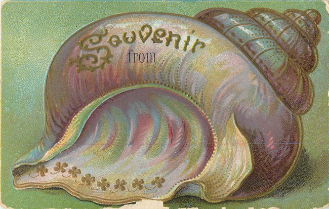 "Souvenir From". Large conch seashell with gold outline (copy2)