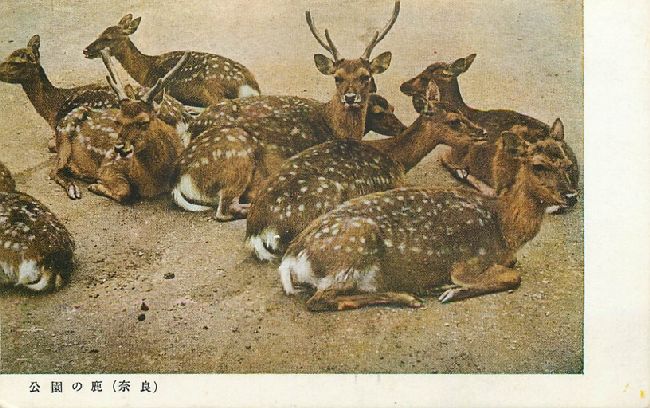 Deer Group in Nara Park, Japan