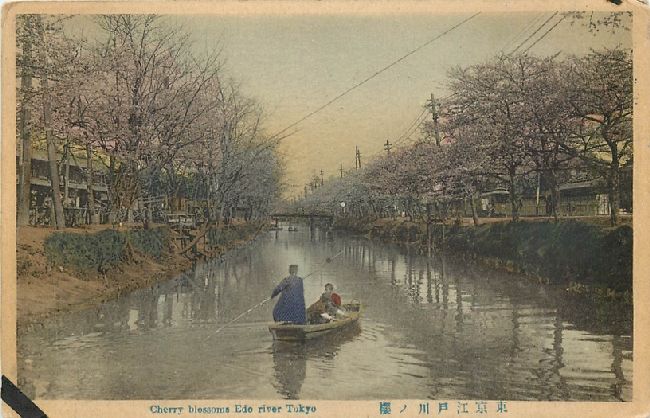 Cherry Blossoms Edo River Tokyo Japan Postcard