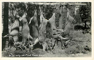 The Way We Find Them Here. Deer Hunting Postcard