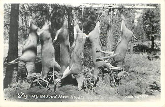Deer Hunting Postcard Real Photo