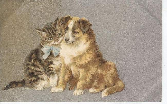 Animal Postcard - CAT & DOG POSTCARD 1905