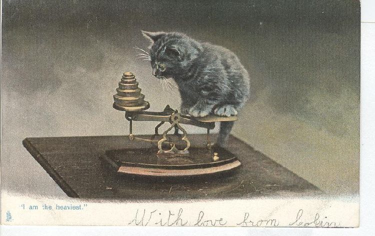 CAT Postcard Tucks Card "I am the heaviest"