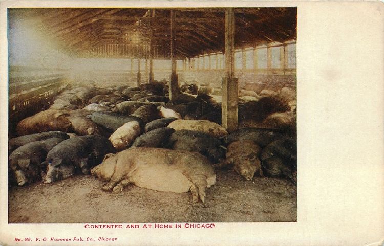 Contented and at Home in Chicago - Barn Full of Sleeping Pigs