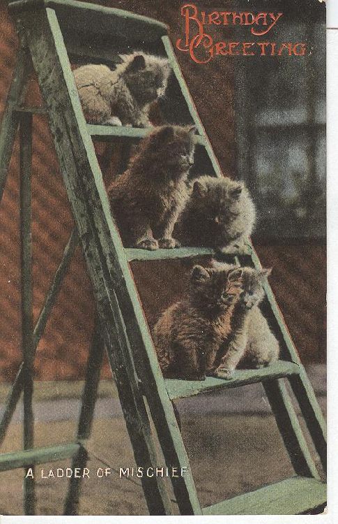CAT Postcard "A Ladder of Mischief"