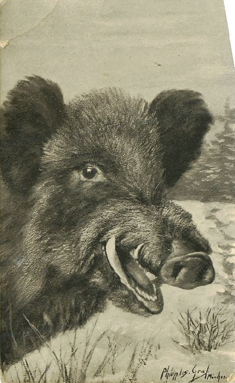 Wild Boar with Mouth Ajar