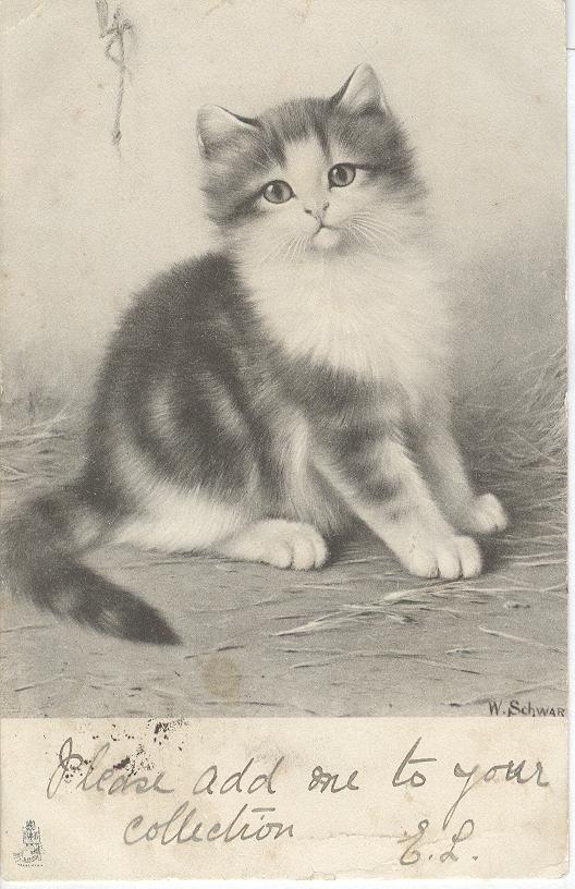 CAT Postcard Signed W.Schwar 1904 VERY RARE