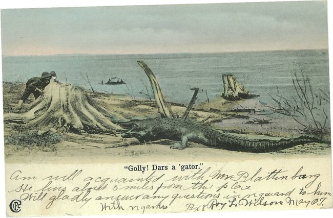 Black Americana Postcard - "Golly! Dars a 'gator."