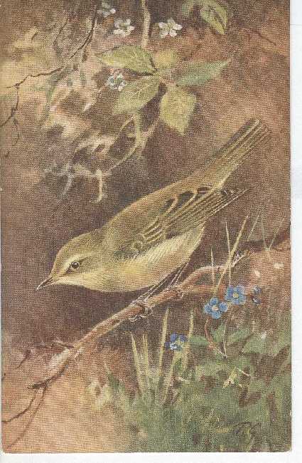 Artist Signed Postcard - D.G. Bird Willow Warbler