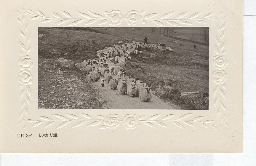 Animal Postcard - Sheep